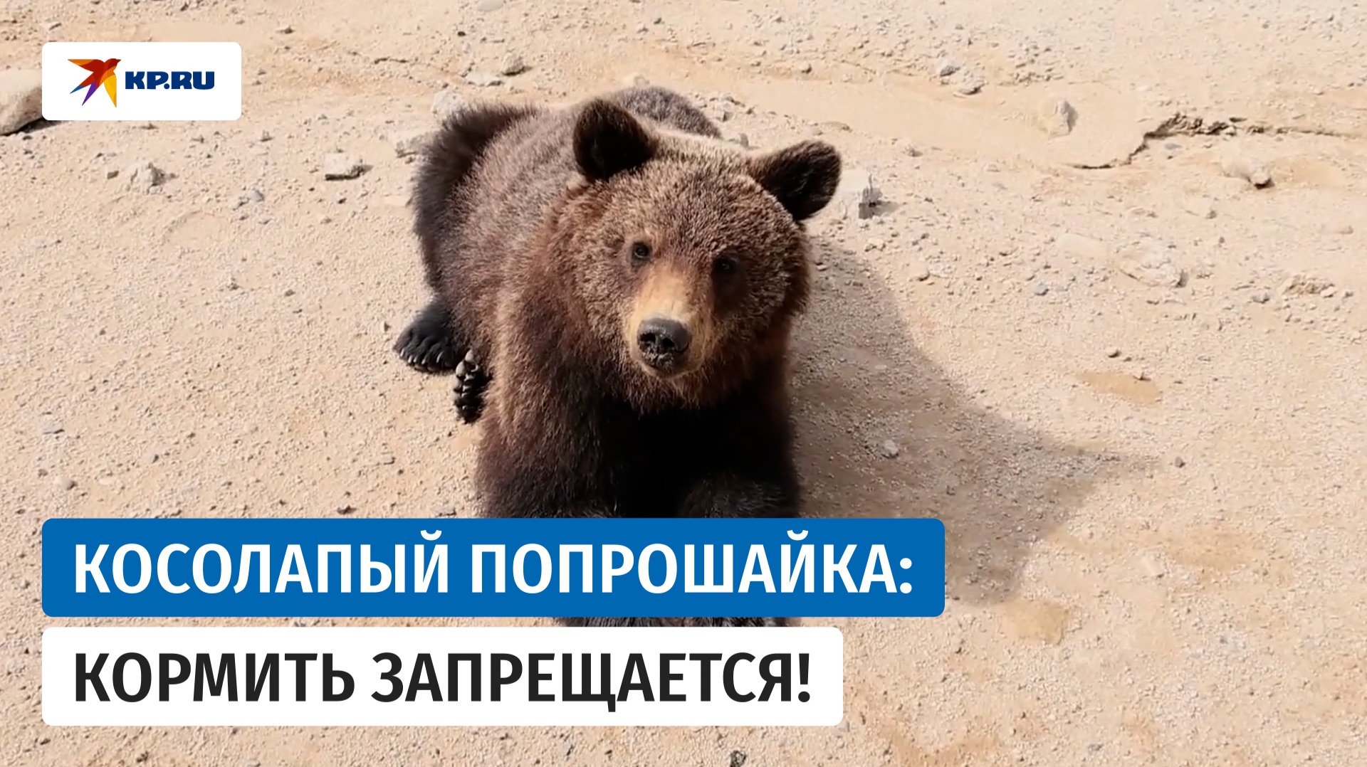 Медведь клянчит еду на трассе в Магаданской области смотреть онлайн
