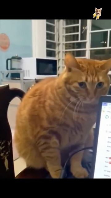 Не обижай кошку!😻Веселые котики. Коты хулиганы! Невероятные трюки! #кот #хулиган #трюк #смех #short