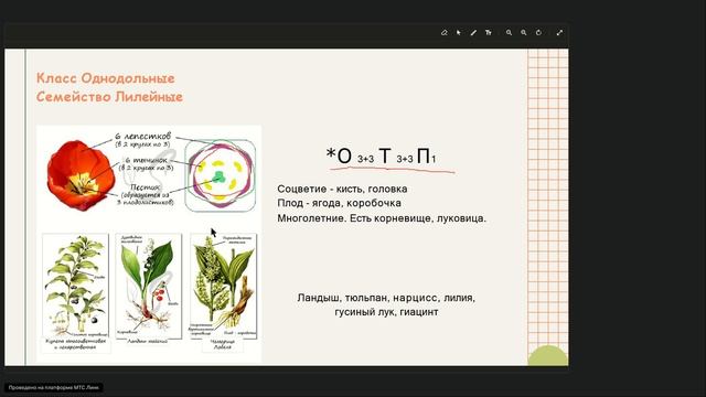 Покрытосеменные растения