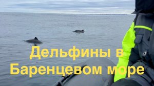 Дельфины в Териберке и кит