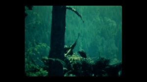 7. Population Ecology: How We Saved the Bald Eagle: Crash Course Biology