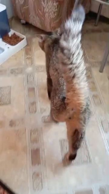 Муся и Марсик