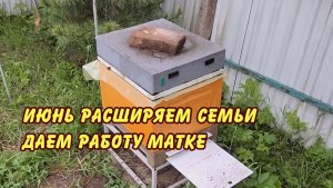 пчеловодство, июнь расширяем семьи даем работу матке