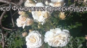 Первая волна цветения роз 1ч.