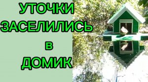 Уточки заселились в домик Мы у ручья кормим уточек...