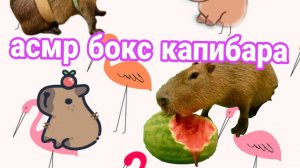 АСМР капибара🐈⬛