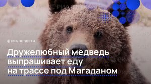 Дружелюбный медведь поселился на трассе под Магаданом