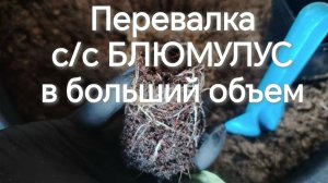Перевалка черенков сортосерии Блюмулус