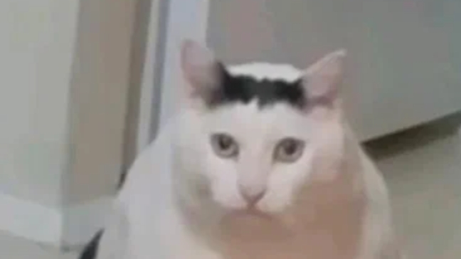 аниме котики