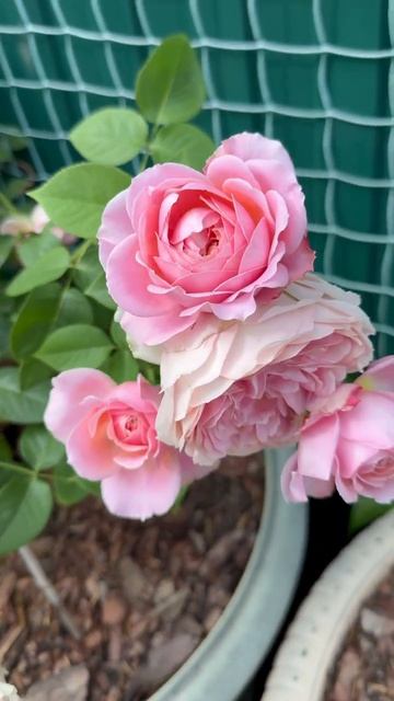 Розы в кашпо💐8 июня💐 смотреть онлайн