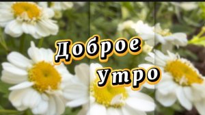 С добрым утром! Прекрасного сегодня! Музыкальная открытка