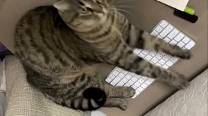 кот танцует