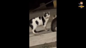 новые видео с смешными котиками с озвучкой 2024 года