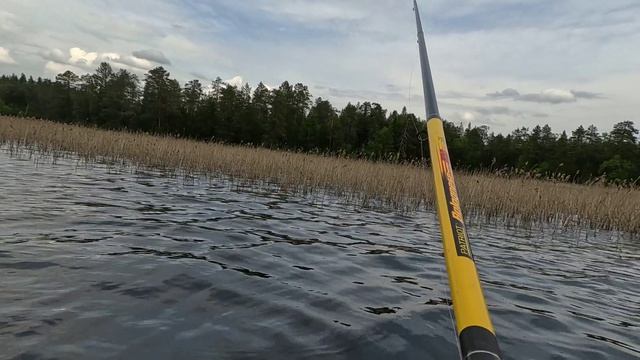 Дуплеты из окуней в Карелии!