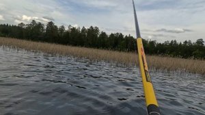 Дуплеты из окуней в Карелии!