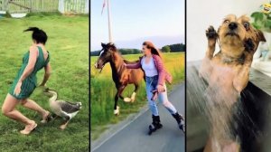 Забавные животные, большая подборка.