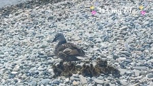 Утиные истории🦆