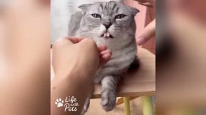 Засмеялся — проиграл! 😂 Лучшие приколы с котами и собаками