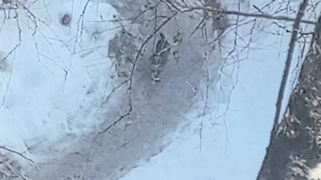 Кошарик бежит по весенней распутице. VID_20260311_123051