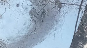 Кошарик бежит по весенней распутице. VID_20260311_123051