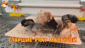 8 цыплят живут в брудере – Легбары, Амерауканы и Австралорпы под лампой (2)