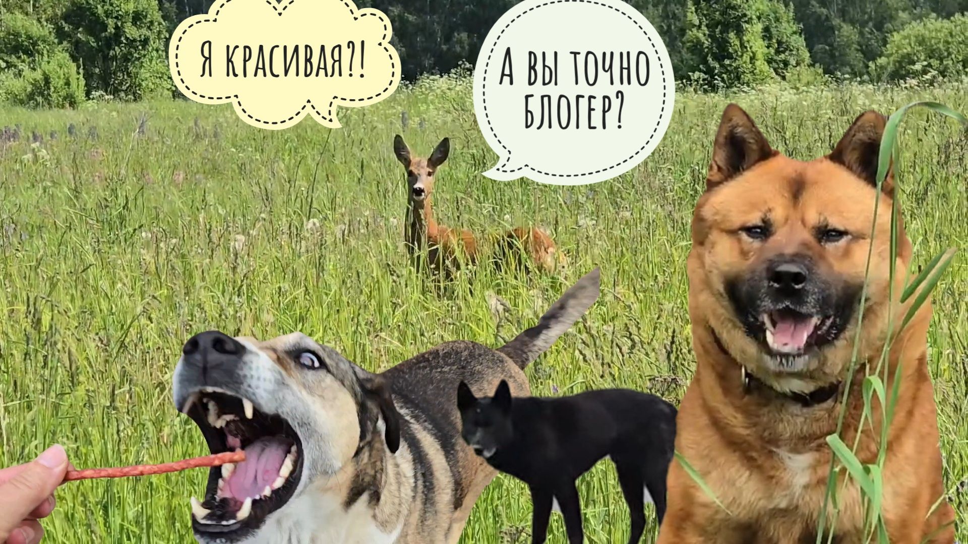 Напугала чёрного пса, беспечную козу и томного лося - это утро сделано, несите новое! смотреть онлайн