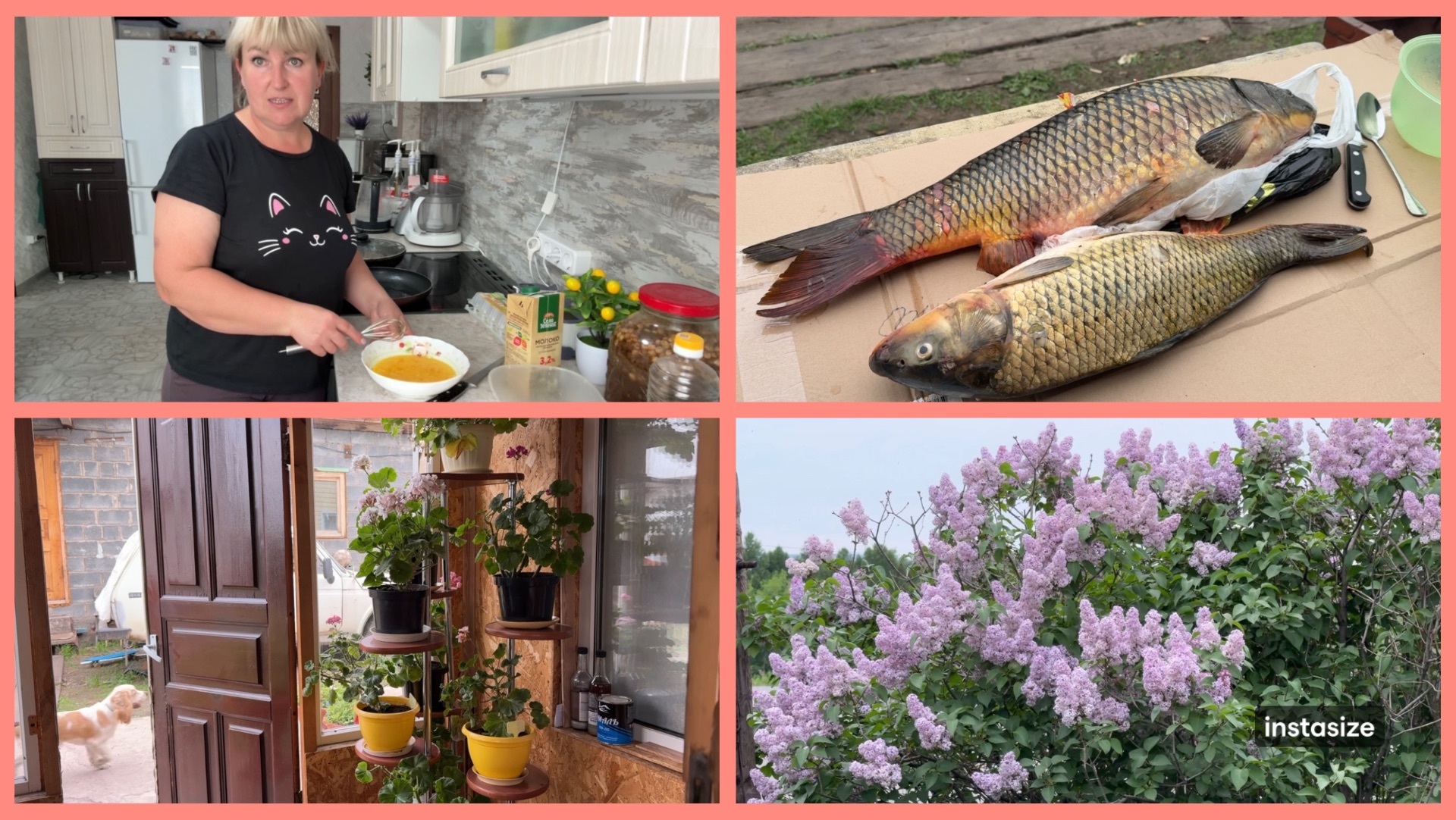 Нет ИНТЕРНЕТА. Вкусная РЫБКА. Начеренковала ПЕЛАРГОНИИ. смотреть онлайн