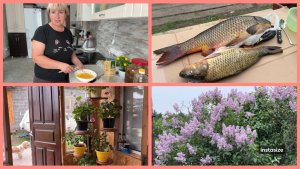 Нет ИНТЕРНЕТА. Вкусная РЫБКА. Начеренковала ПЕЛАРГОНИИ.