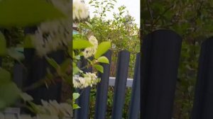 Небольшой обзор моего огорода.