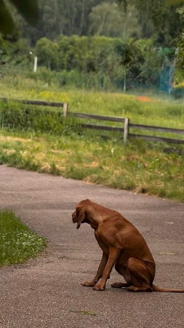 #shorts #dog #calm #relax #meditation