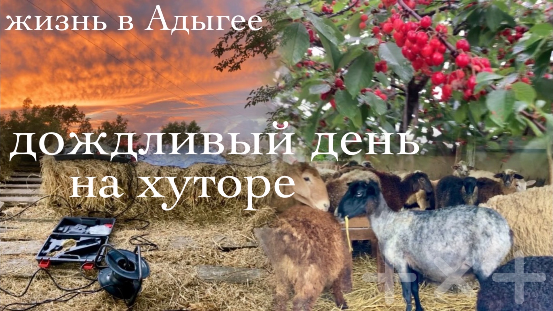 Живем в Адыгее /Южное лето / Стрижка в отаре/ Потешная Катя/ 01.06.26