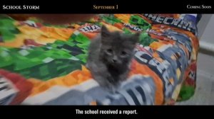 в главных ролях серый большой животик