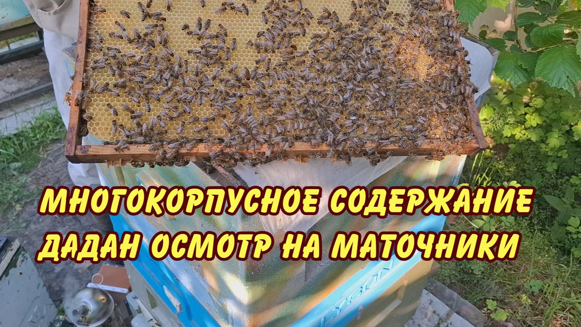 пчеловодство, многокорпусное дадан осмотр на маточники
