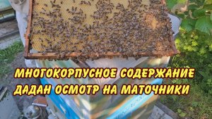 пчеловодство, многокорпусное дадан осмотр на маточники