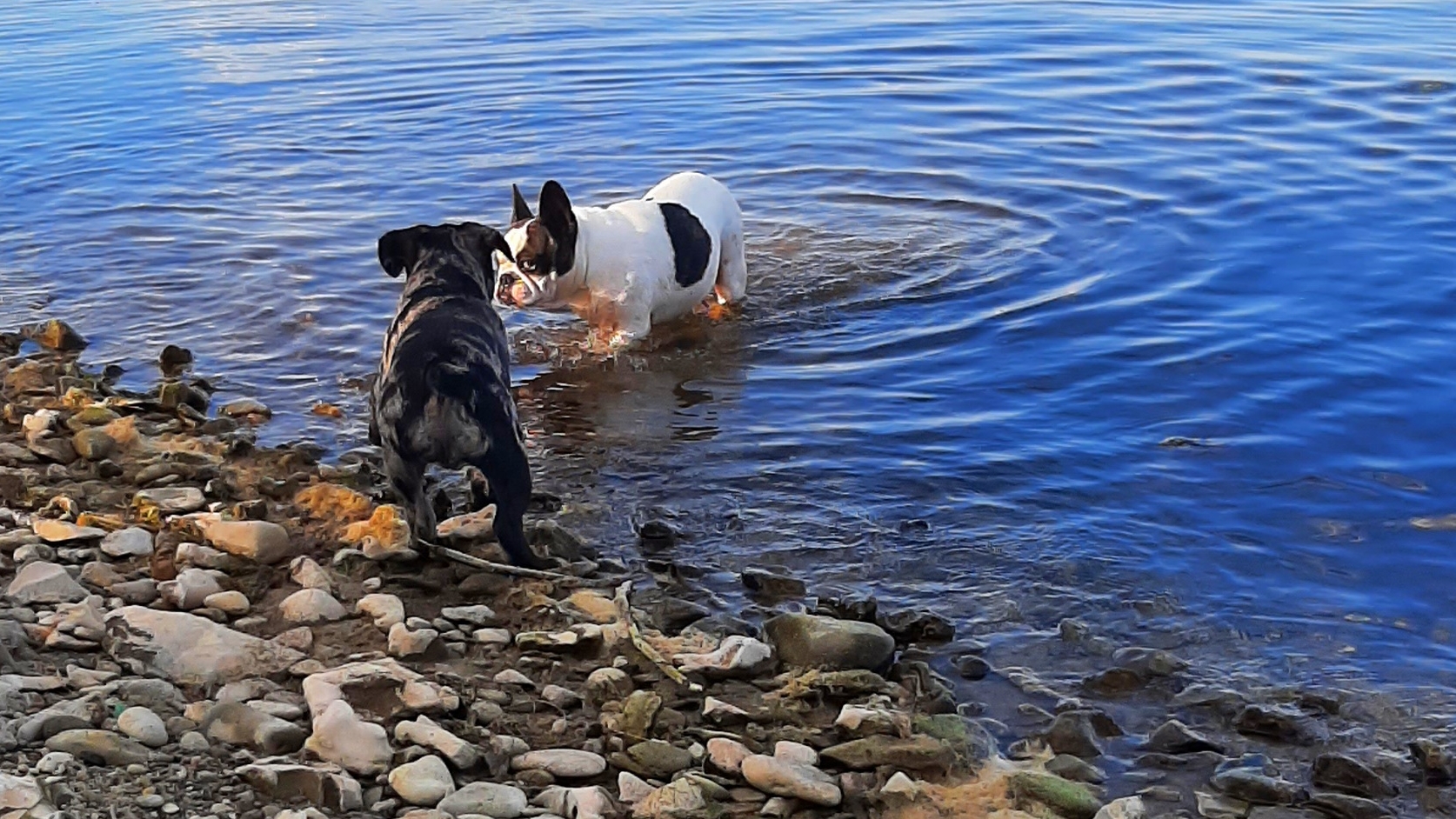 Гаврик первый раз у большой воды 💖