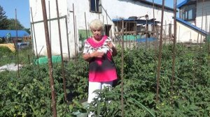 Заказы семян высылаю и ОЗОНОМ. Но цена пересылки изменилась.