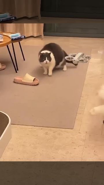 Полезные котики.
