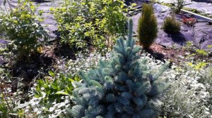 Ель колючая Кейбаб. Picea pungens Kaibab.