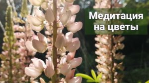 Люпины. Утро в деревенском саду под пение птиц.