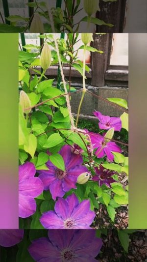 Клематис 🌺