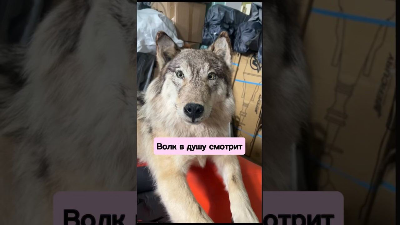Волк в душу смотрит
