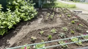 Бадан пошел в рост// газания зацветает!!🌺🌸🌼