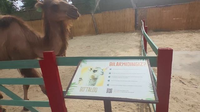 Узбекистан 🇺🇿 Ташкент Magic Safari, парк животных и дикой природы
