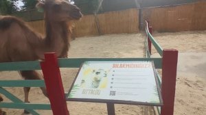 Узбекистан 🇺🇿 Ташкент Magic Safari, парк животных и дикой природы