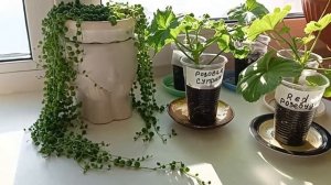 Наращивание на черенках пеларгонии крепкой корневой системы