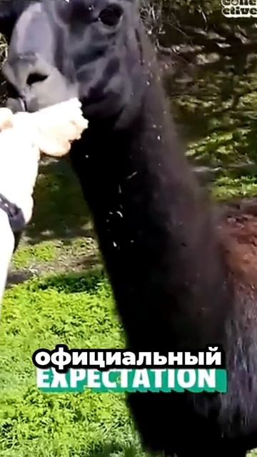 Лама: самое наглое животное снайперского плевка...#животные #лама
