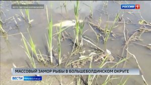 Массовый замор рыбы и неприятный запах в Большеболдинском округе