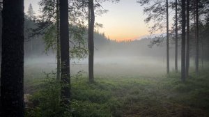 Вечер в лесу