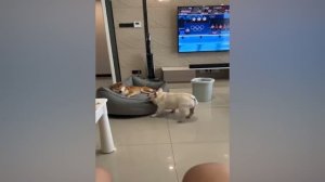 😂 Что с ними не так!? Смешные коты и собаки!