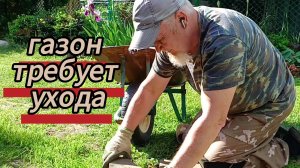 Уход за газоном. Ира собирает жимолость и ромашку и т. д. 05.06.2026